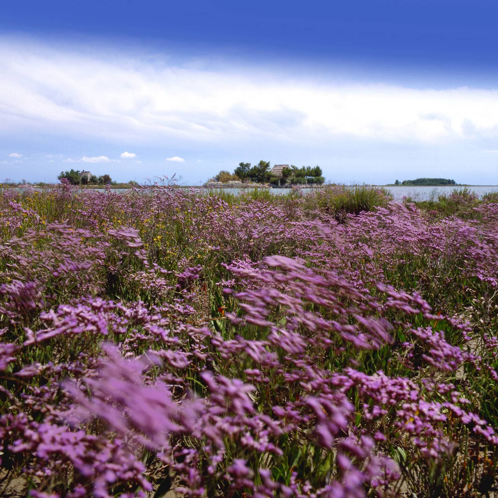 Hotel Villa Ai Fiori - foto 14